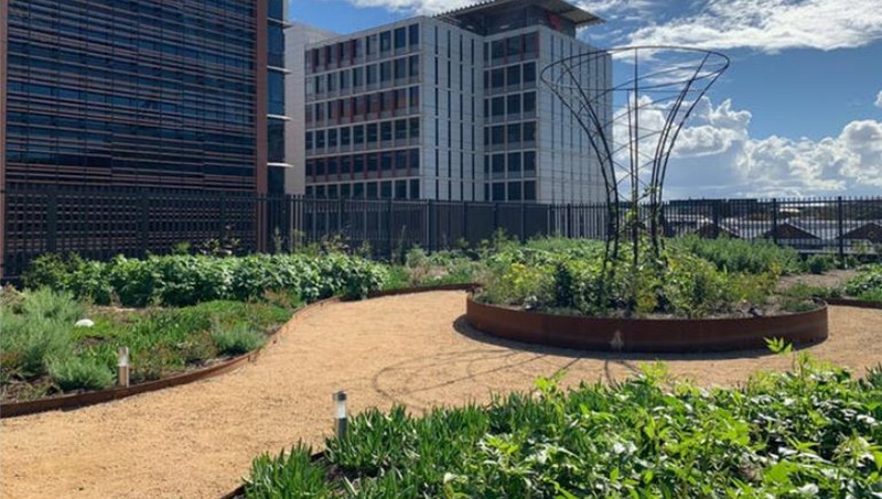 indigenous rooftop farm