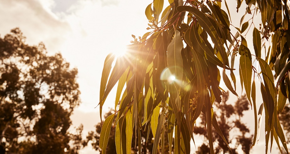 Leaves