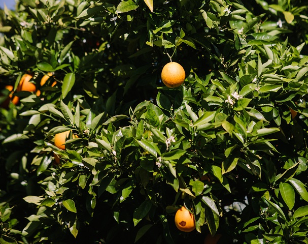 Fruit on tree