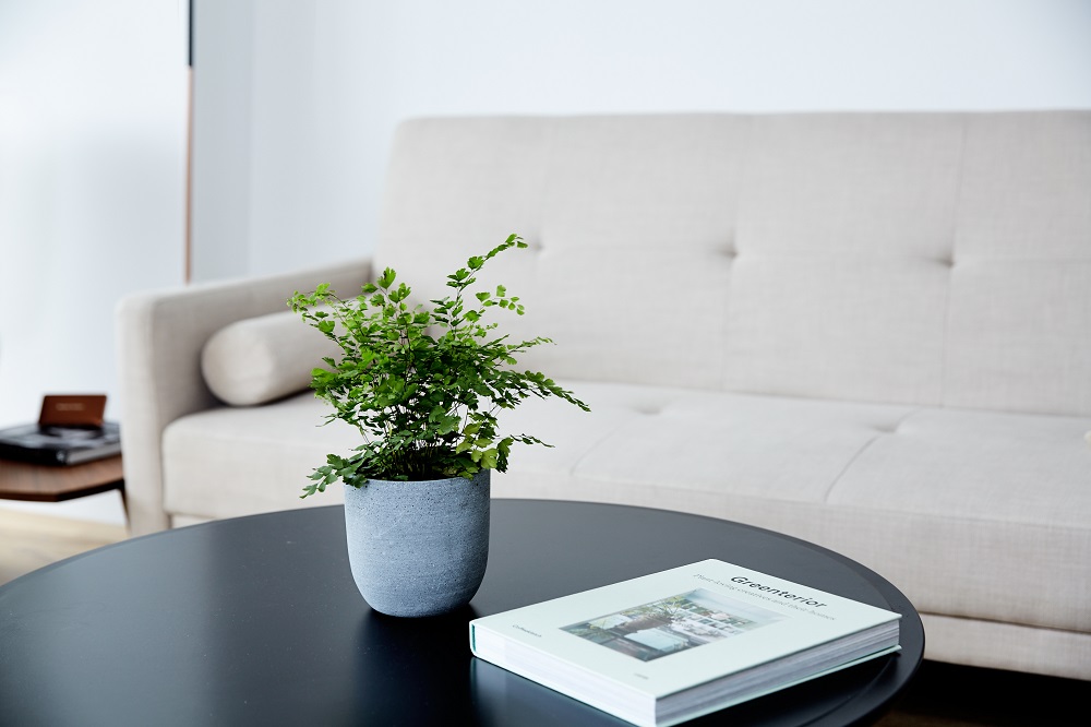 Plants in the home