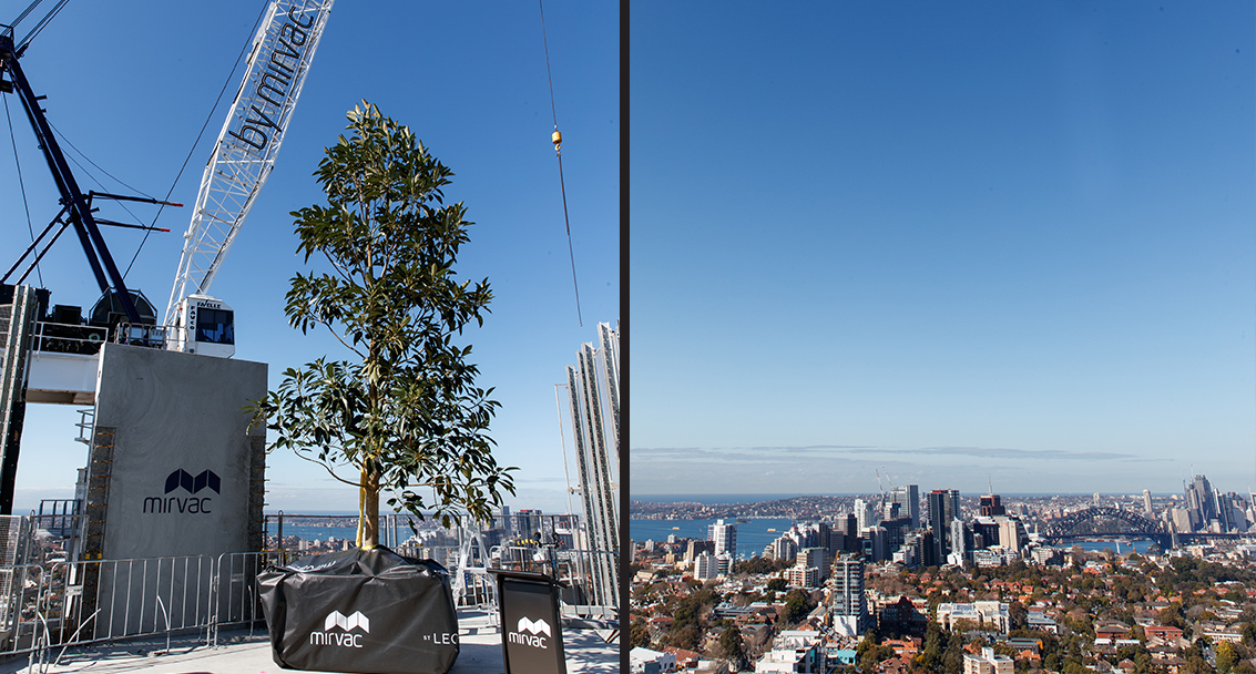 St Leonards Square Tree Crane and View